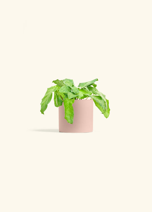 Calathea Musaica in a 4 inches Pink Classic Cylinder Planter 