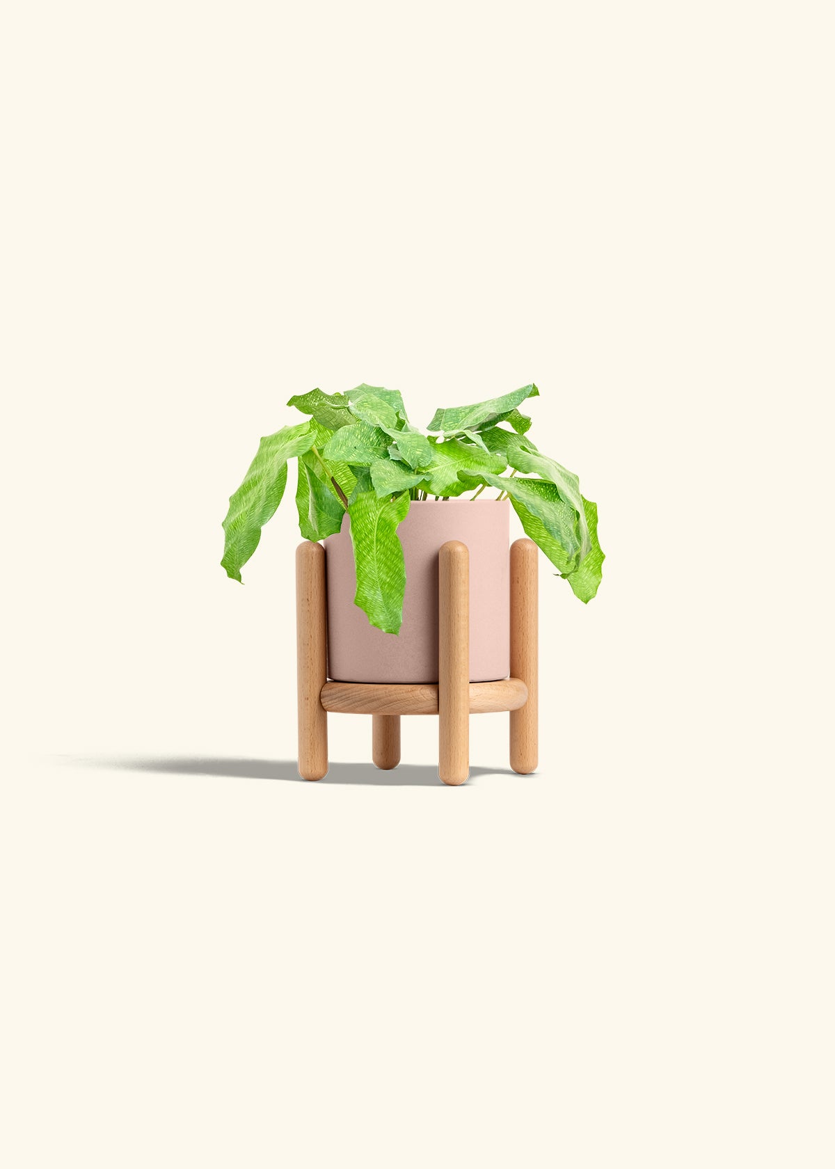 Calathea Musaica in a 4 inches Pink Classic Cylinder Planter in a Beech Wood Stand