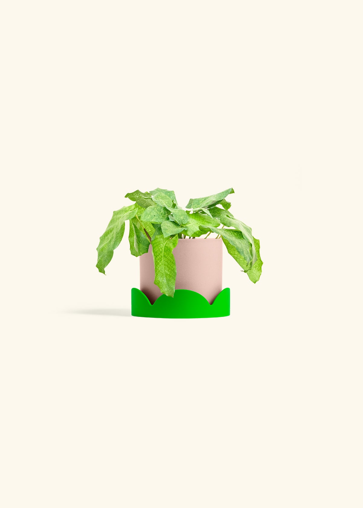 Calathea Musaica in a 4 inches Pink Classic Cylinder Planter in a Shamrock Petal Drip Tray