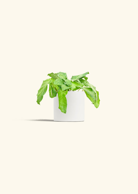 Calathea Musaica in a 4 inches White Classic Cylinder Planter 