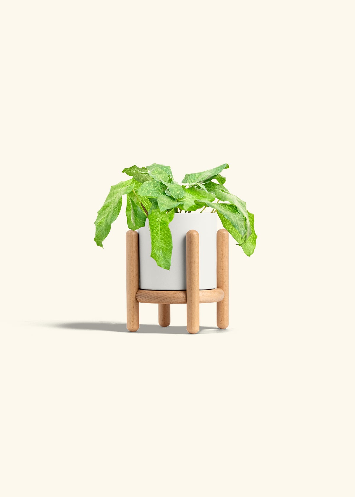 Calathea Musaica in a 4 inches White Classic Cylinder Planter in a Beech Wood Stand