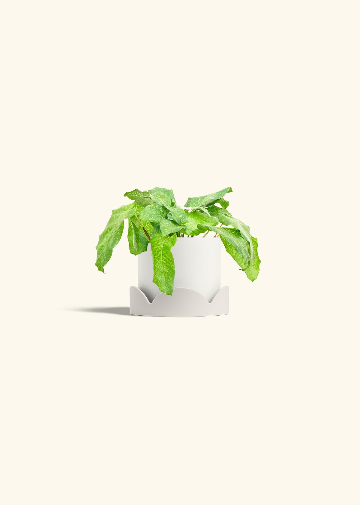Calathea Musaica in a 4 inches White Classic Cylinder Planter in a Oat Petal Drip Tray