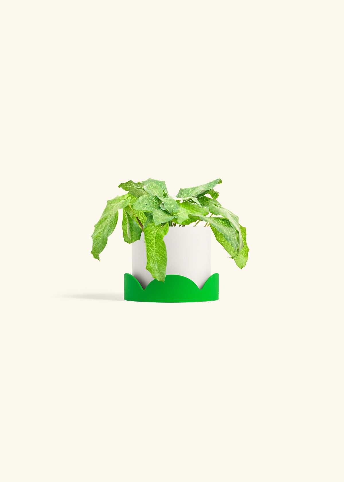 Calathea Musaica in a 4 inches White Classic Cylinder Planter in a Shamrock Petal Drip Tray