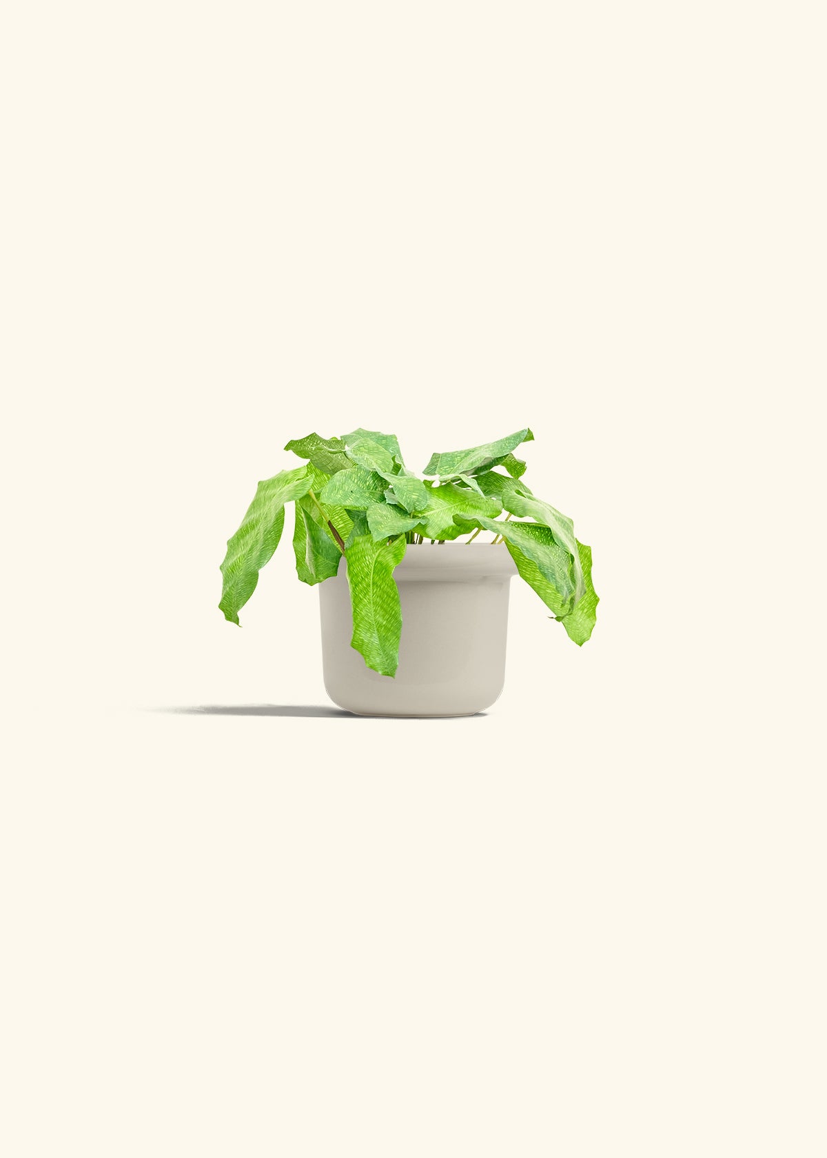 Calathea Musaica in a 4 inches Fat Lip Oat Planter 