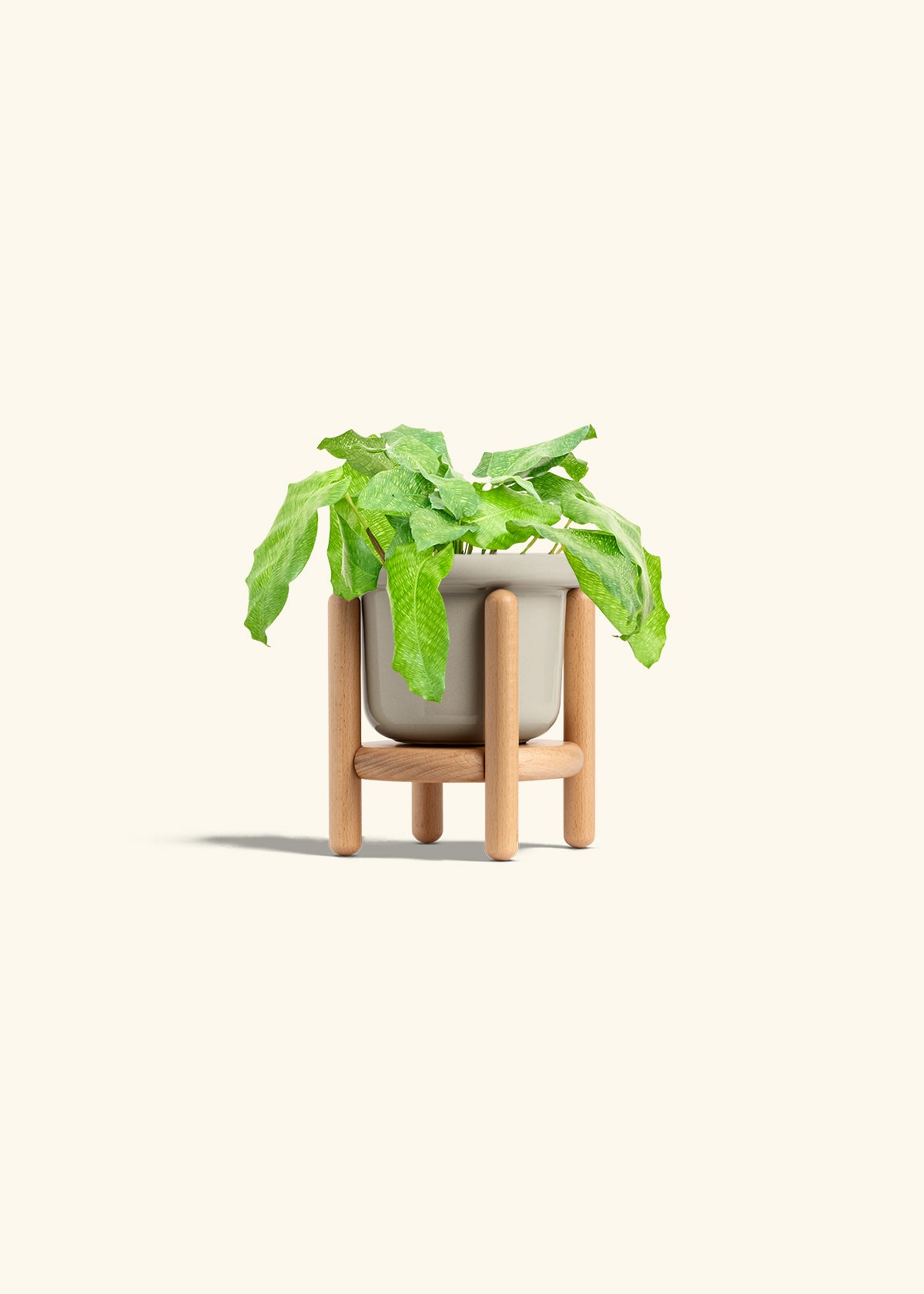 Calathea Musaica in a 4 inches Fat Lip Oat Planter in a Beech Wood Stand