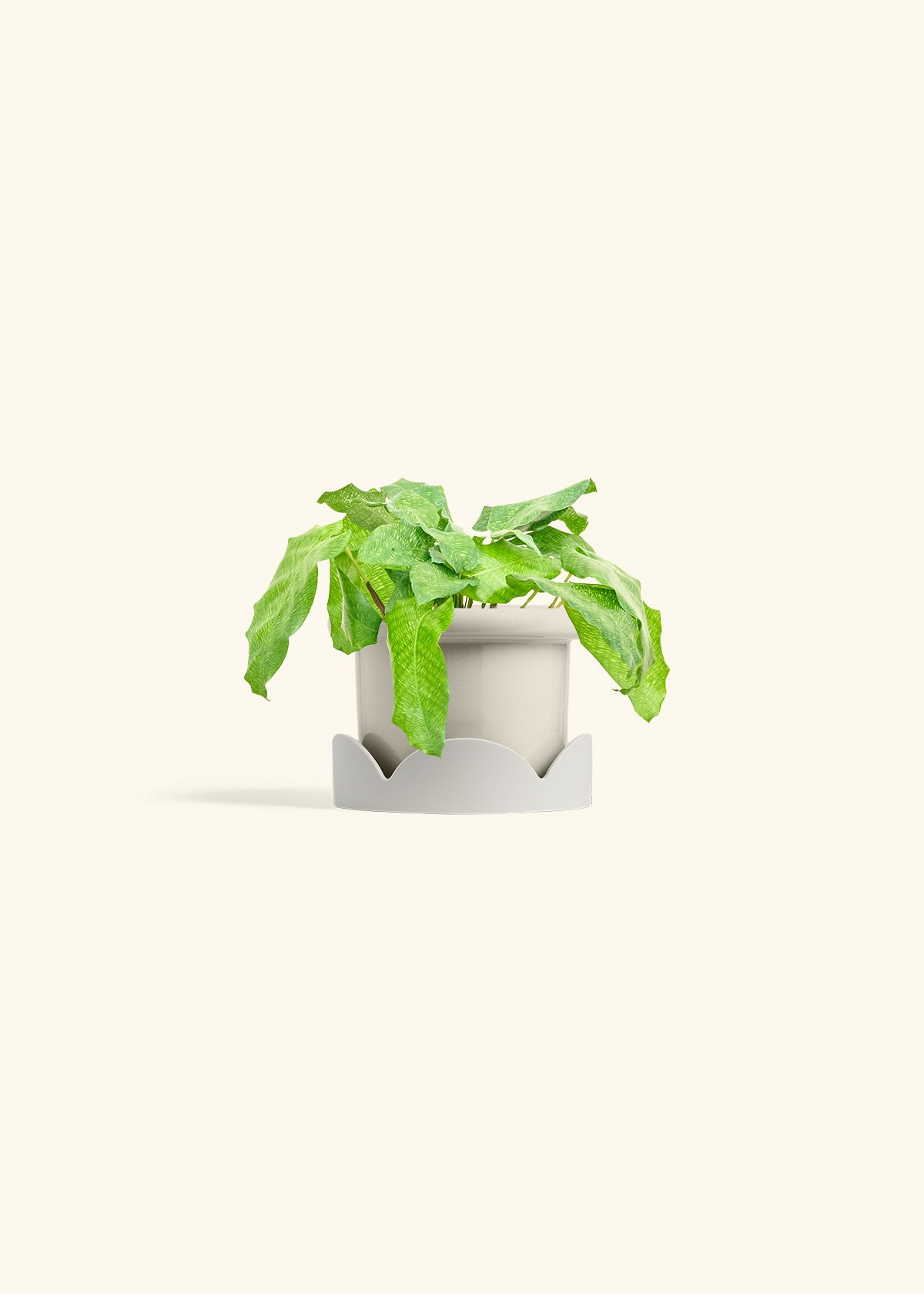 Calathea Musaica in a 4 inches Fat Lip Oat Planter in a Oat Petal Drip Tray