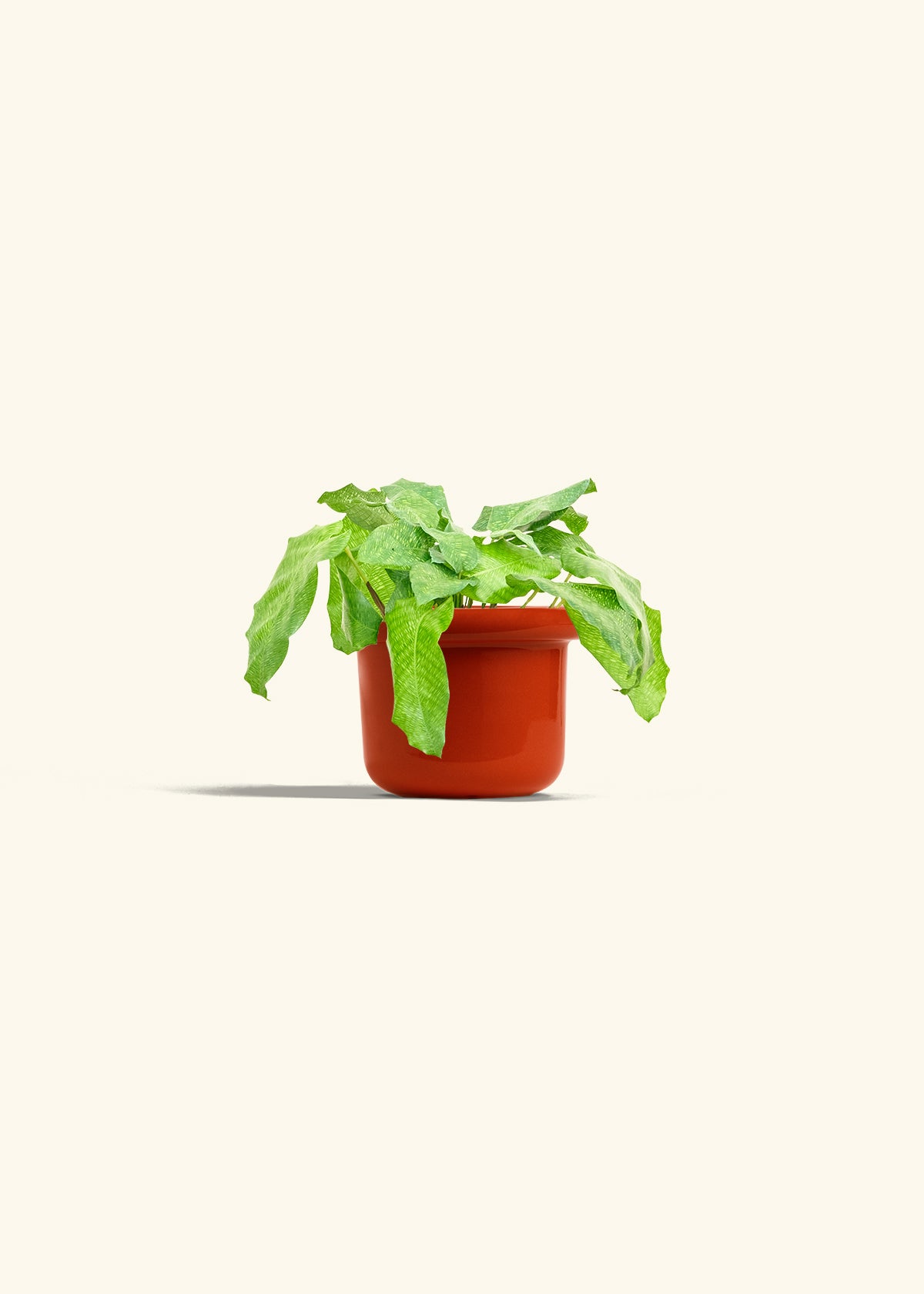 Calathea Musaica in a 4 inches Fat Lip Red Planter 