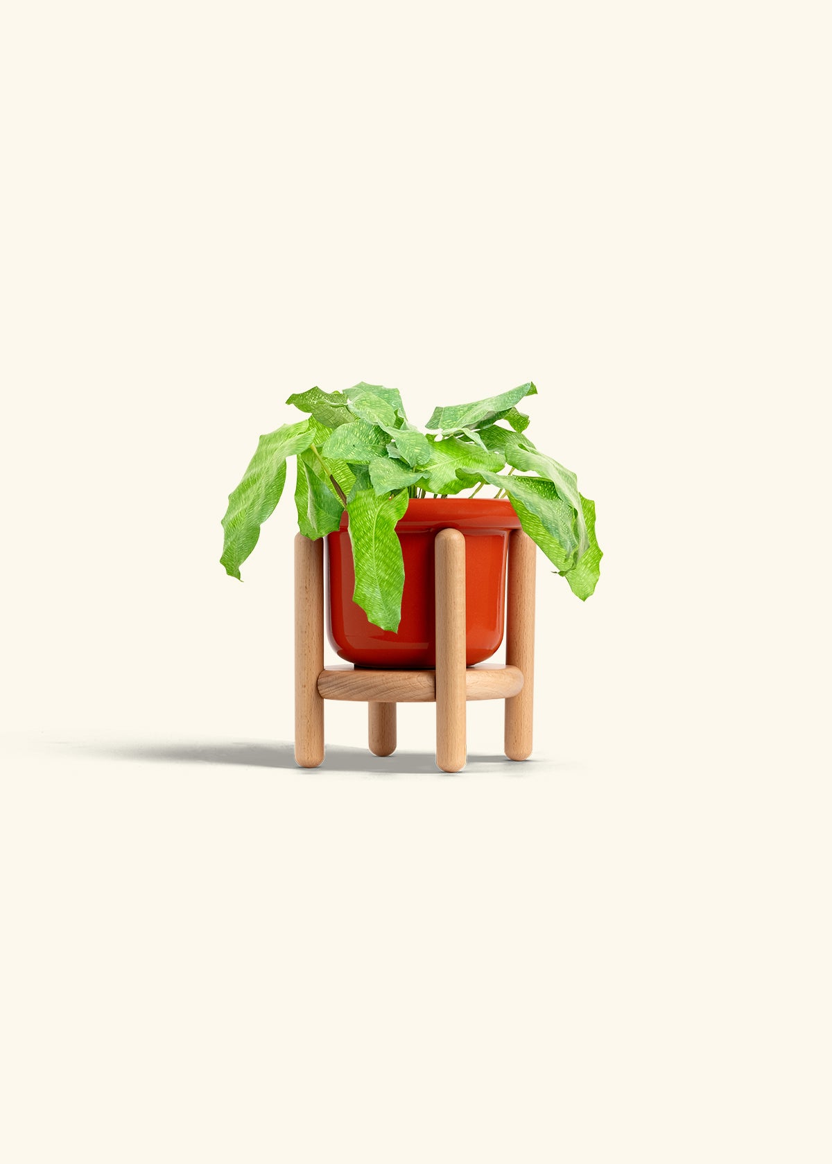Calathea Musaica in a 4 inches Fat Lip Red Planter in a Beech Wood Stand