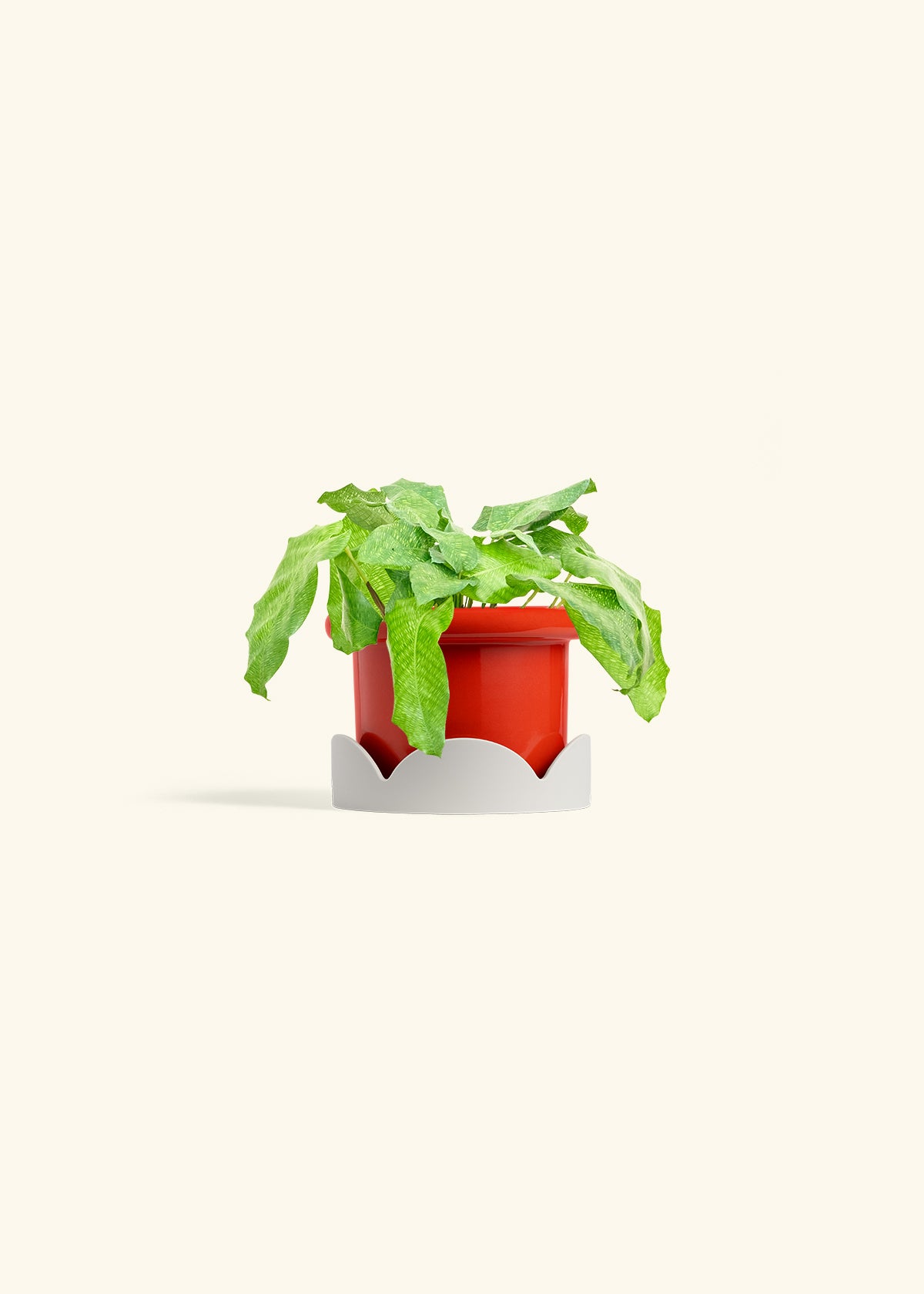 Calathea Musaica in a 4 inches Fat Lip Red Planter in a Oat Petal Drip Tray