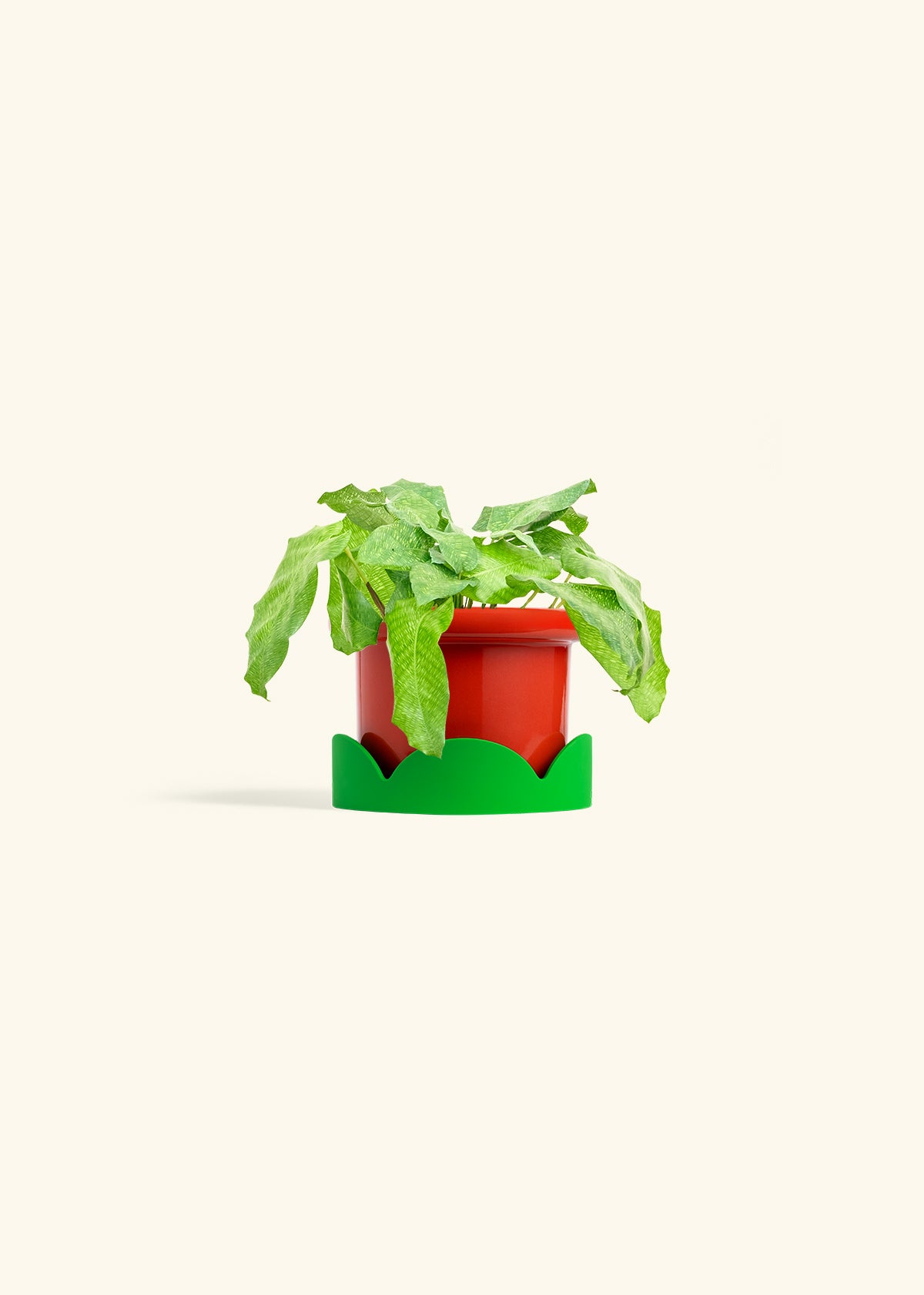 Calathea Musaica in a 4 inches Fat Lip Red Planter in a Shamrock Petal Drip Tray