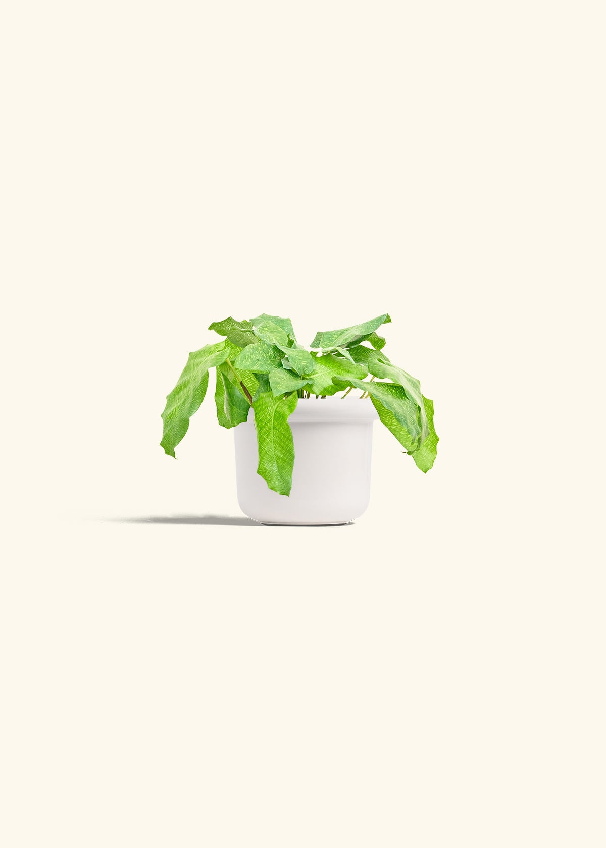Calathea Musaica in a 4 inches Fat Lip White Planter 