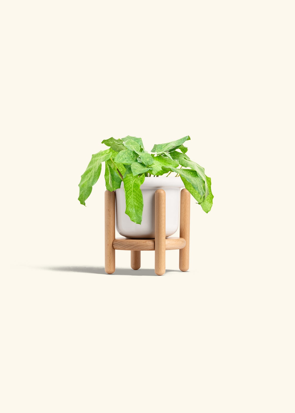 Calathea Musaica in a 4 inches Fat Lip White Planter in a Beech Wood Stand
