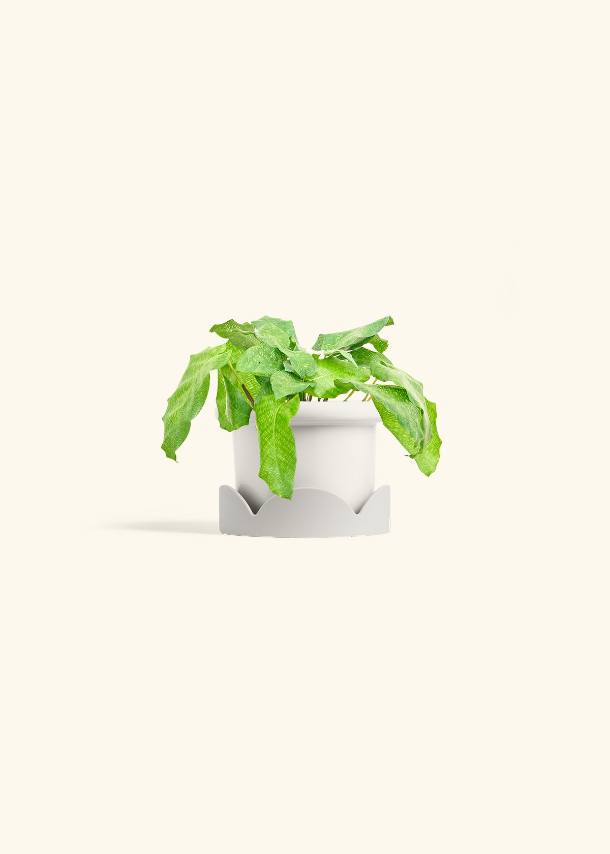 Calathea Musaica in a 4 inches Fat Lip White Planter in a Oat Petal Drip Tray