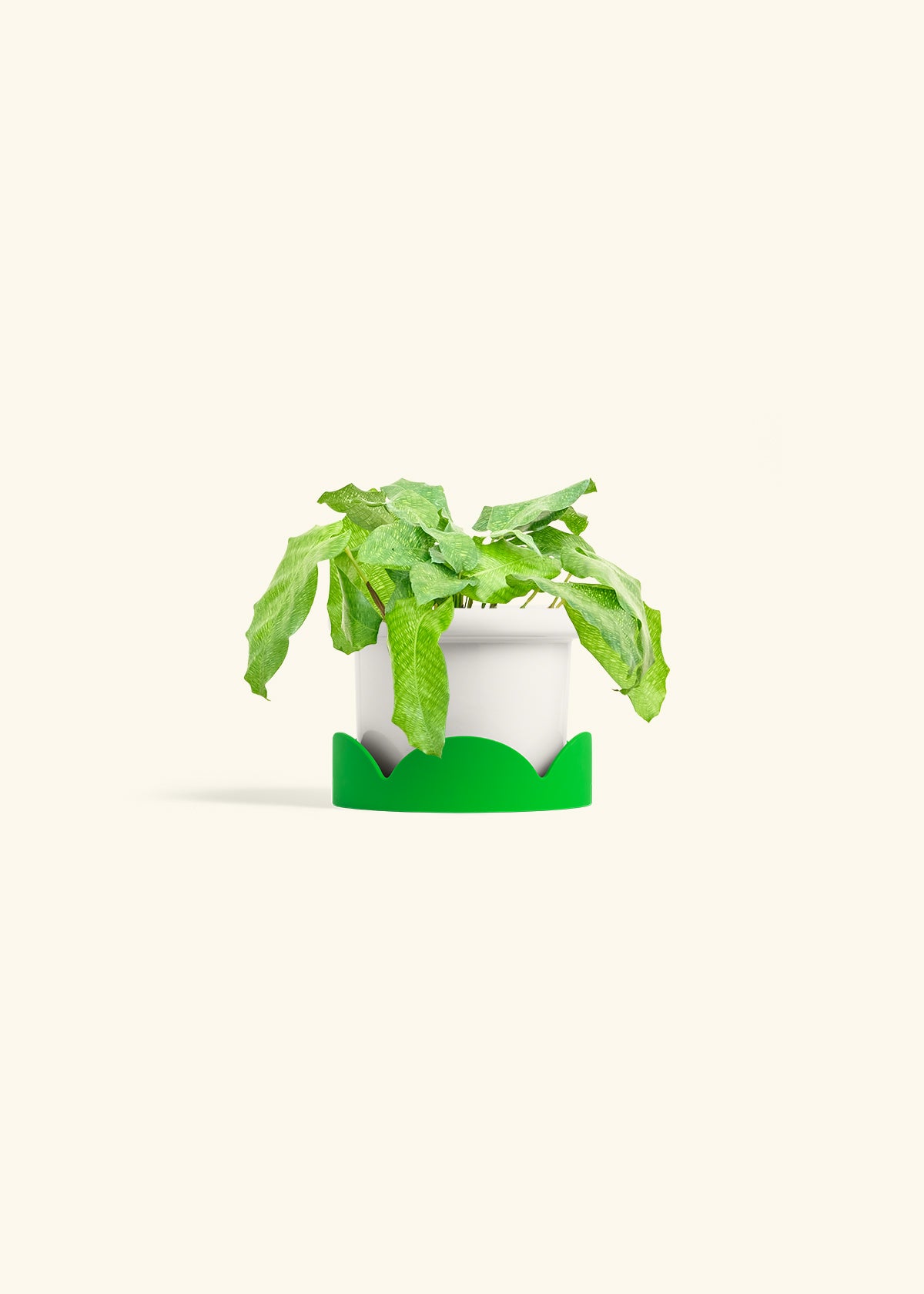 Calathea Musaica in a 4 inches Fat Lip White Planter in a Shamrock Petal Drip Tray