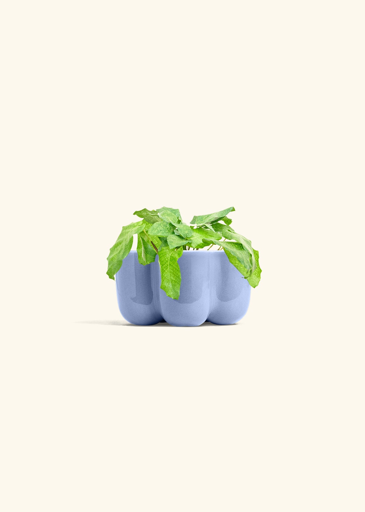 Calathea Musaica in a 4 inches in a Blue Petal Planter