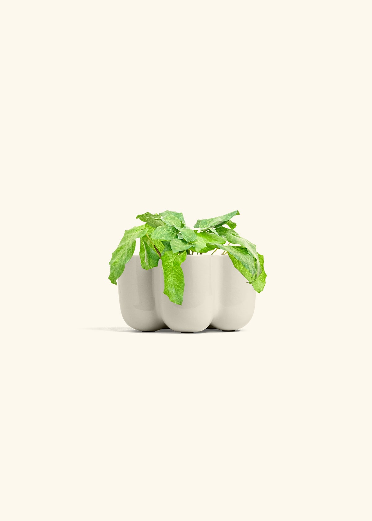 Calathea Musaica in a 4 inches in a Oat Petal Planter