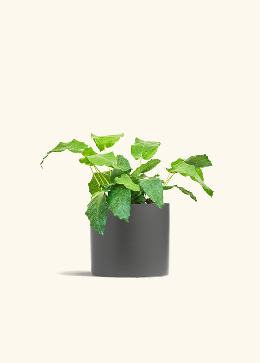 Calathea Musaica in a 6 inches Charcoal Classic Cylinder Planter 