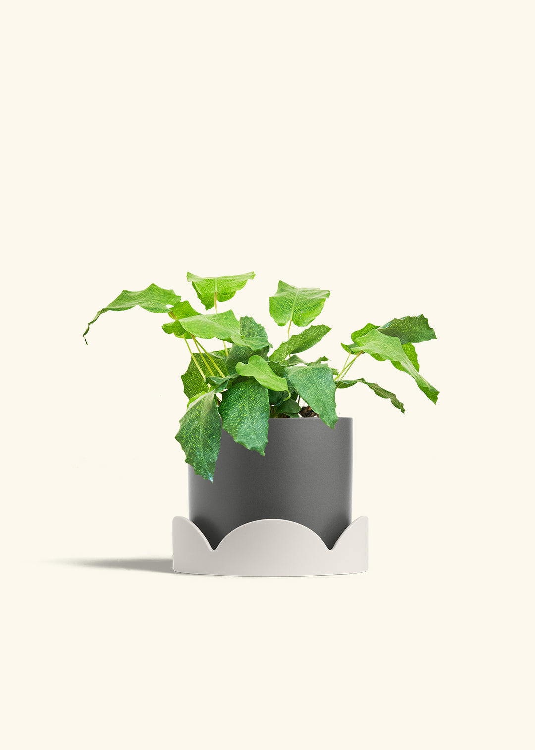 Calathea Musaica in a 6 inches Charcoal Classic Cylinder Planter in a Oat Petal Drip Tray