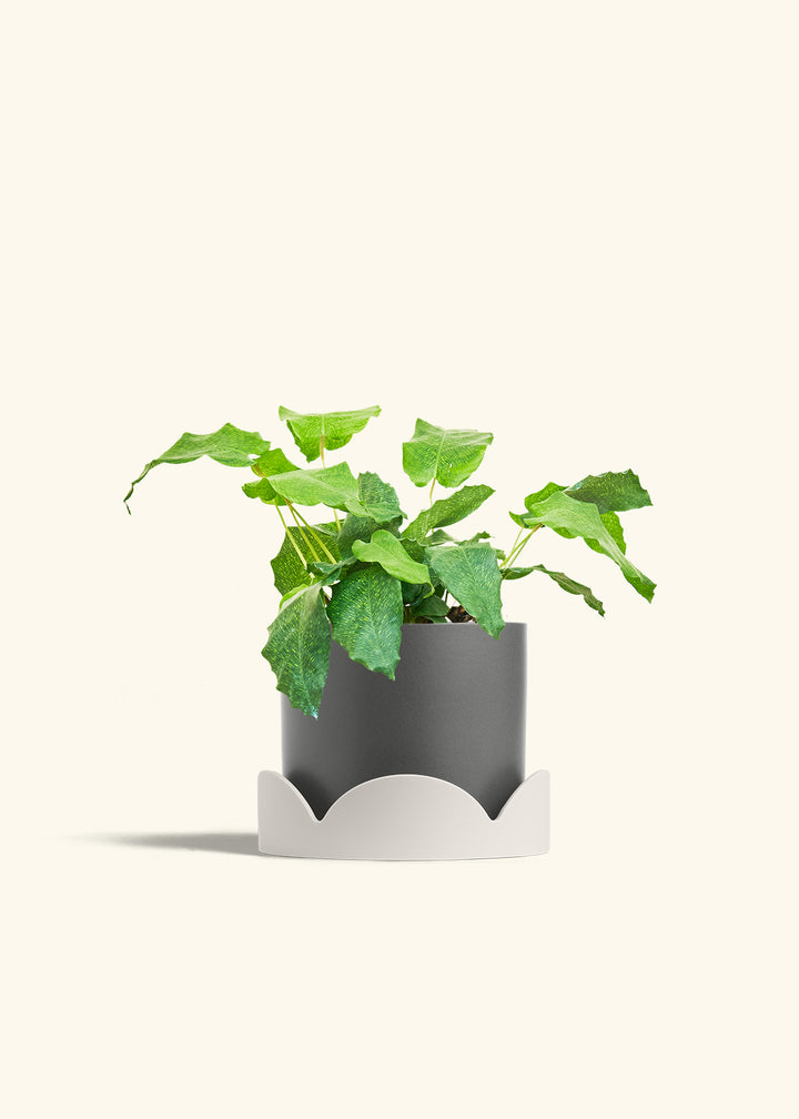 Calathea Musaica in a 6 inches Charcoal Classic Cylinder Planter in a Oat Petal Drip Tray