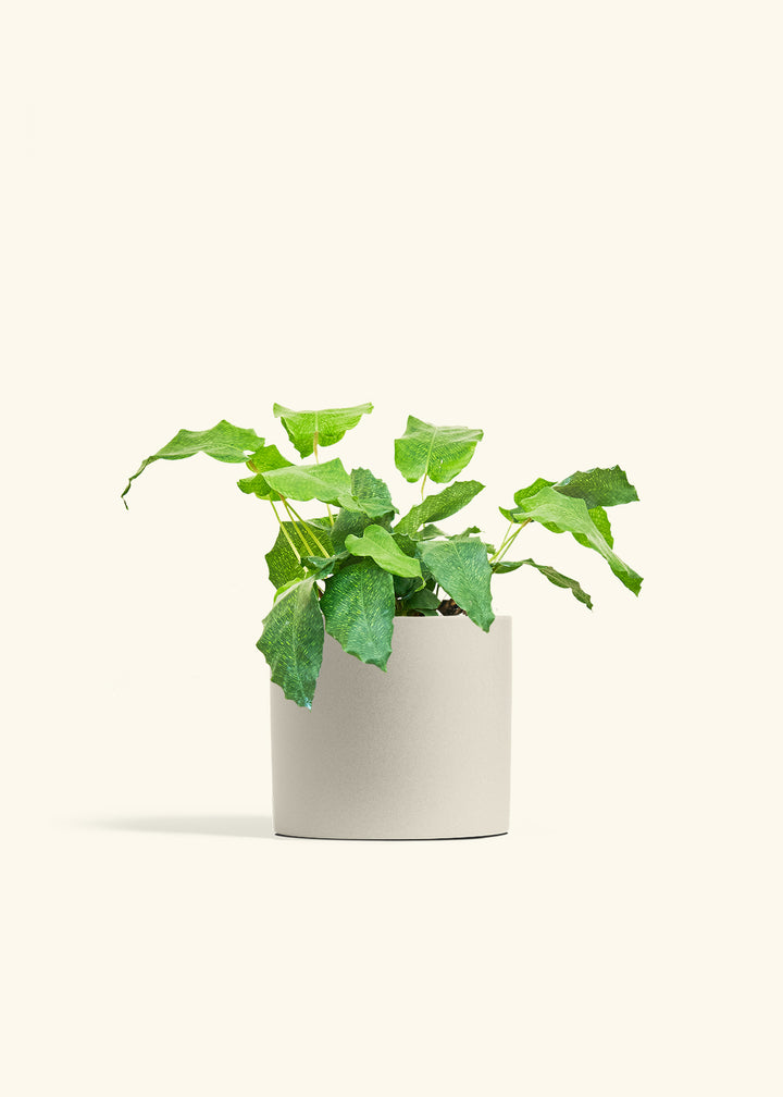 Calathea Musaica in a 6 inches Oat Classic Cylinder Planter 