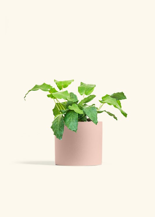 Calathea Musaica in a 6 inches Pink Classic Cylinder Planter 