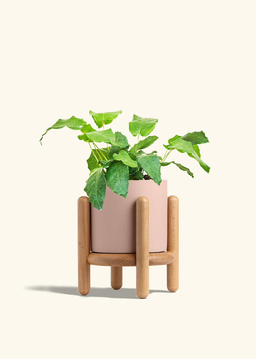 Calathea Musaica in a 6 inches Pink Classic Cylinder Planter in a Beech Wood Stand