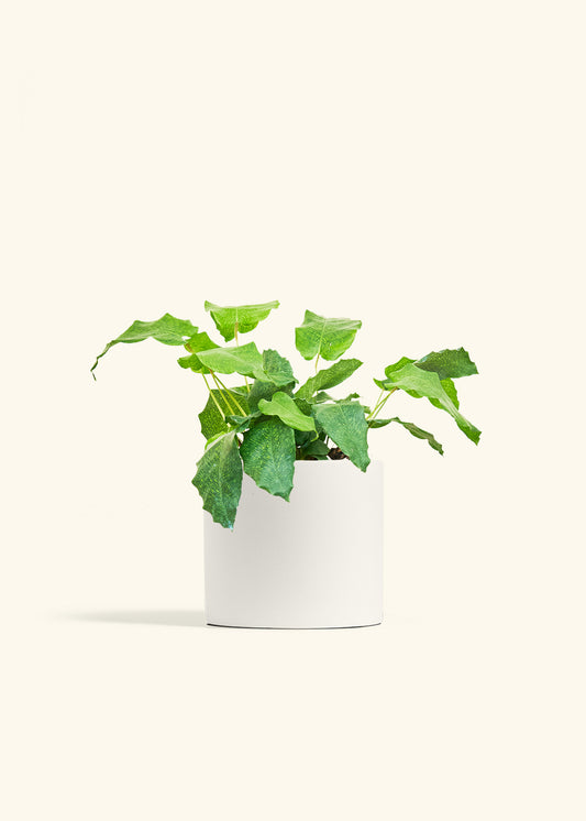 Calathea Musaica in a 6 inches White Classic Cylinder Planter 