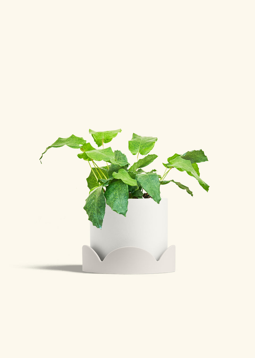 Calathea Musaica in a 6 inches White Classic Cylinder Planter in a Oat Petal Drip Tray