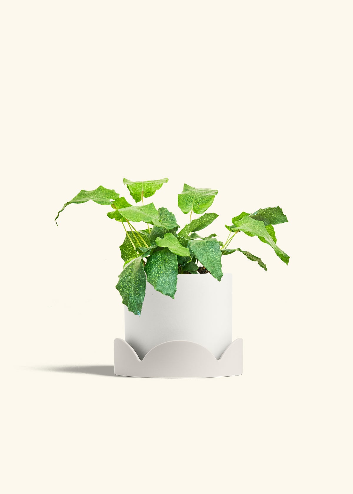 Calathea Musaica in a 6 inches White Classic Cylinder Planter in a Oat Petal Drip Tray