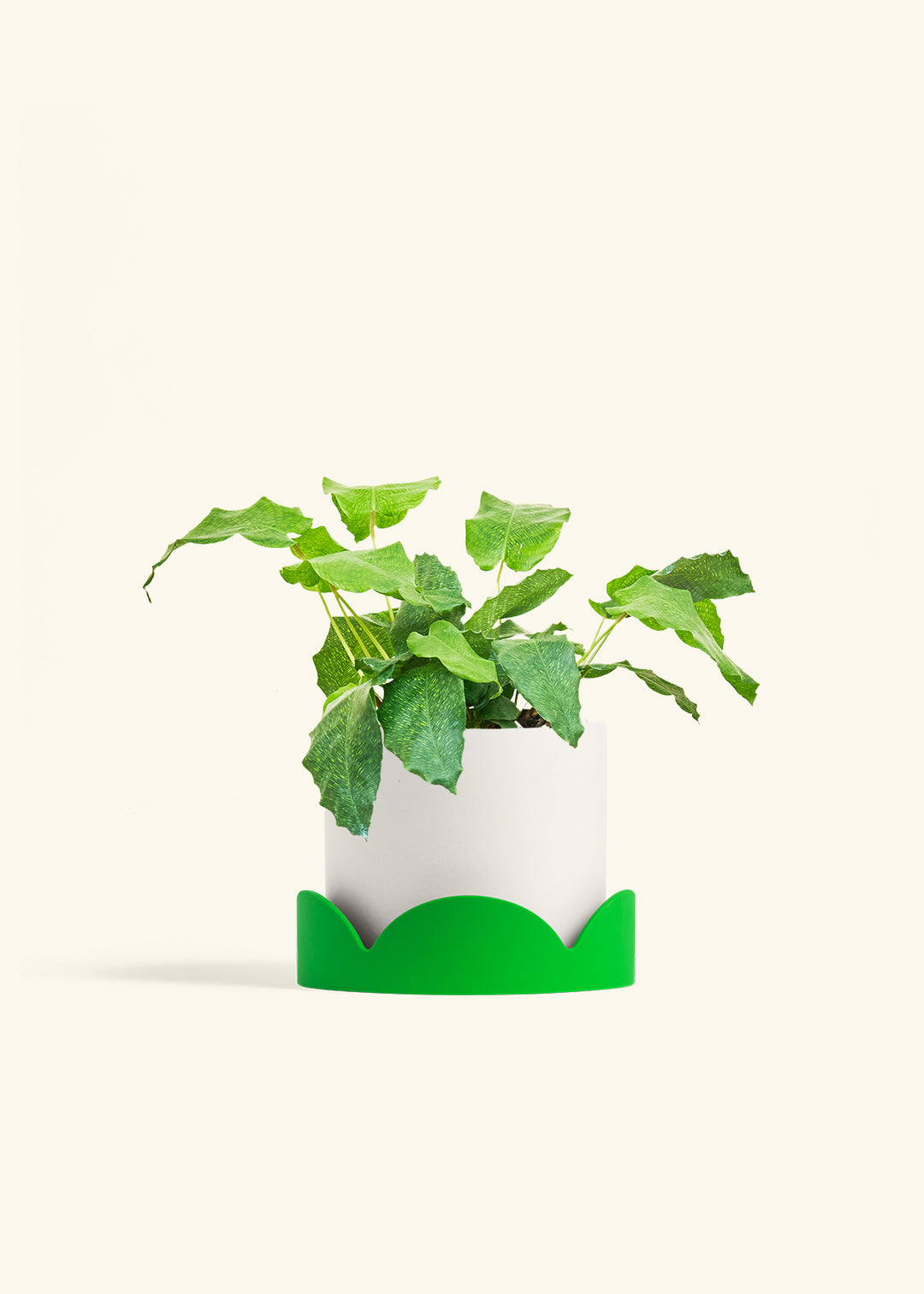 Calathea Musaica in a 6 inches White Classic Cylinder Planter in a Shamrock Petal Drip Tray