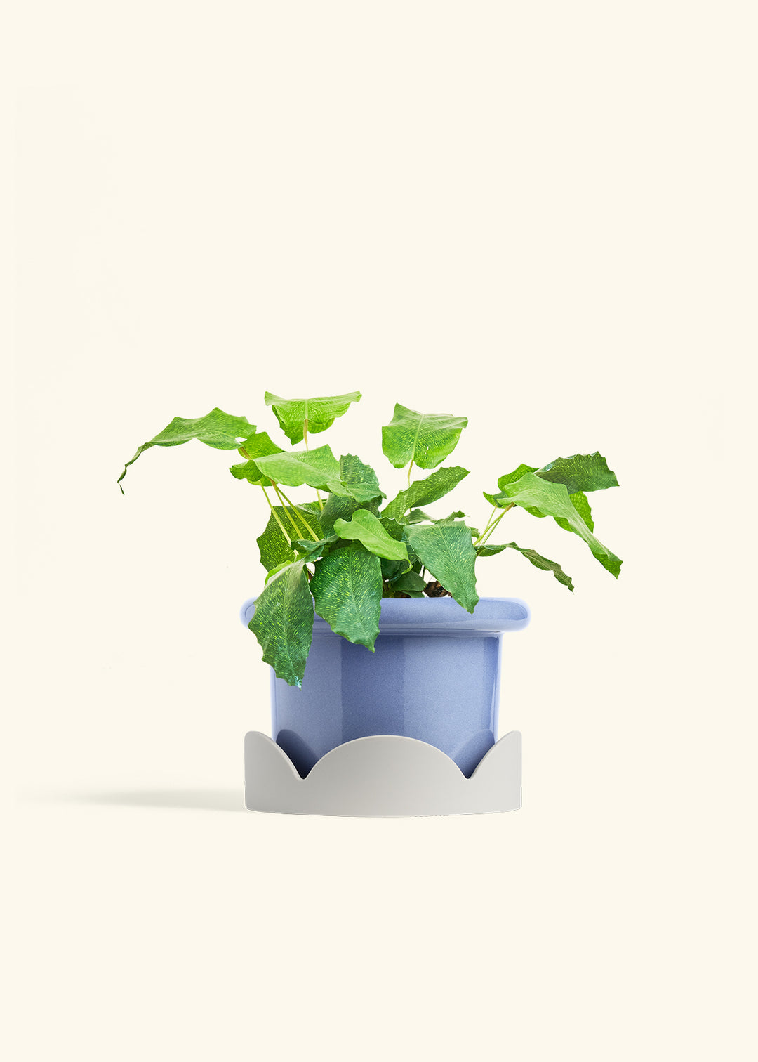 Calathea Musaica in a 6 inches Fat Lip Blue Planter in a Oat Petal Drip Tray