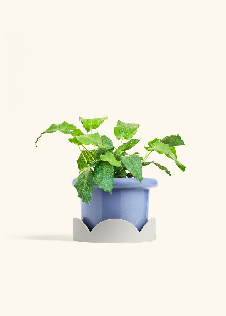 Calathea Musaica in a 6 inches Fat Lip Blue Planter in a Oat Petal Drip Tray