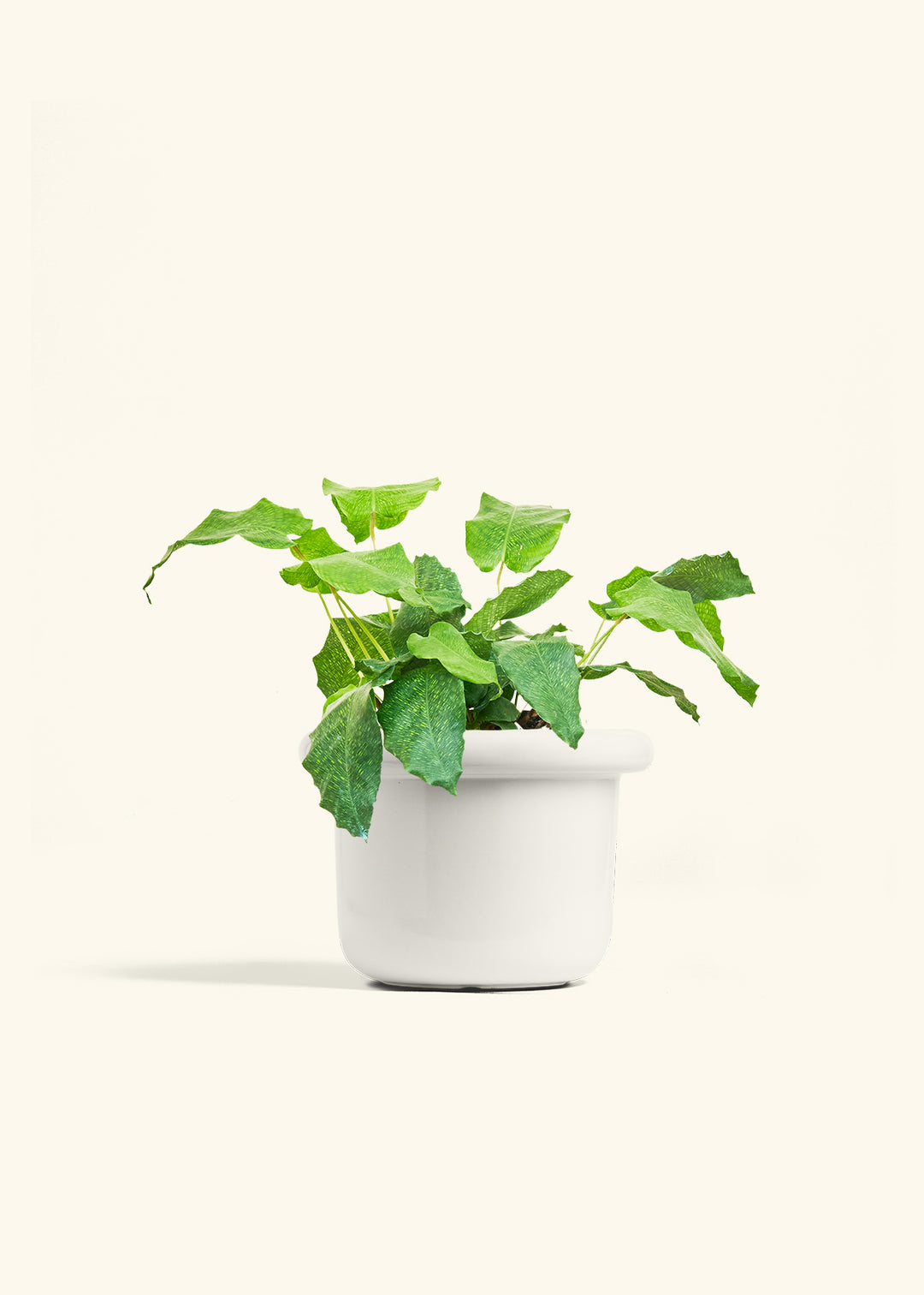 Calathea Musaica in a 6 inches Fat Lip White Planter 