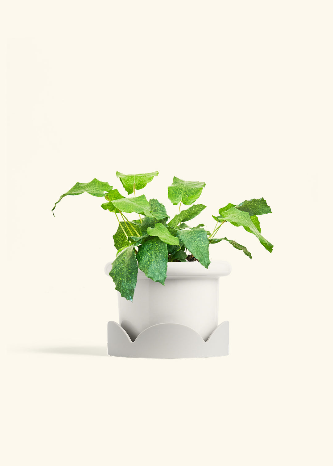 Calathea Musaica in a 6 inches Fat Lip White Planter in a Oat Petal Drip Tray