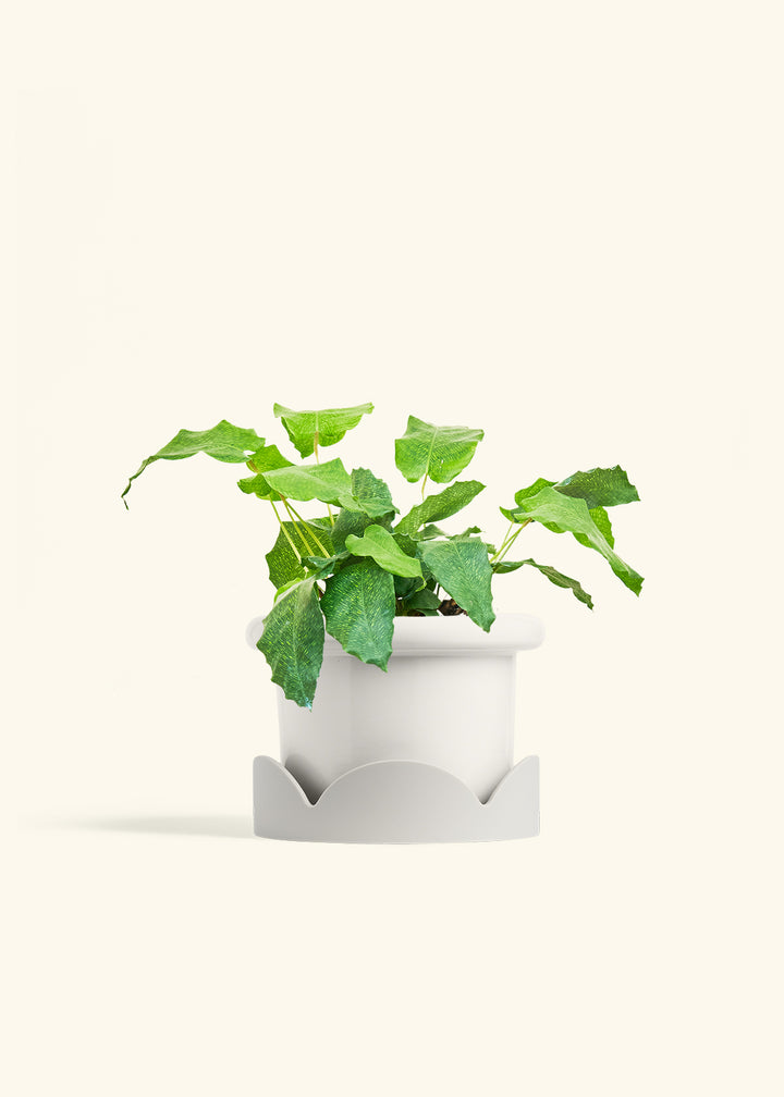 Calathea Musaica in a 6 inches Fat Lip White Planter in a Oat Petal Drip Tray
