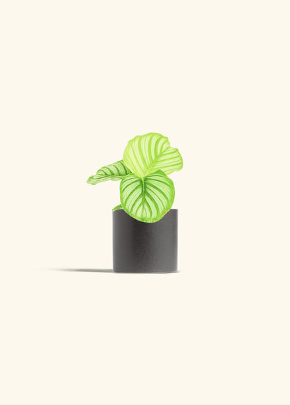 Orbit Peacock Plant in a 4 inches Charcoal Classic Cylinder Planter 