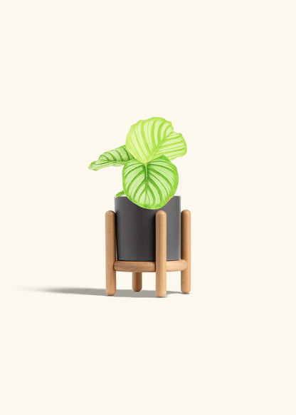 Orbit Peacock Plant in a 4 inches Charcoal Classic Cylinder Planter in a Oat Petal Drip Tray