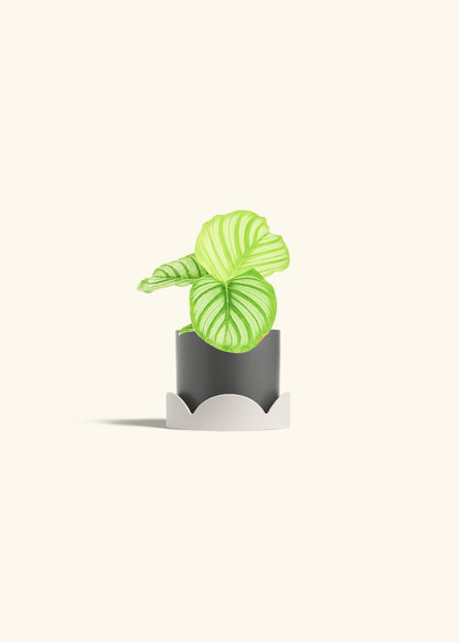 Orbit Peacock Plant in a 4 inches Charcoal Classic Cylinder Planter in a Beech Wood Stand