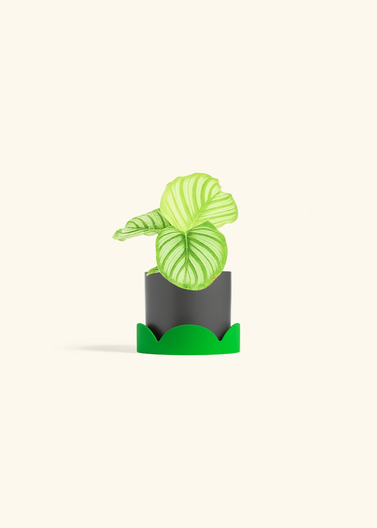 Orbit Peacock Plant in a 4 inches Charcoal Classic Cylinder Planter in a Shamrock Petal Drip Tray