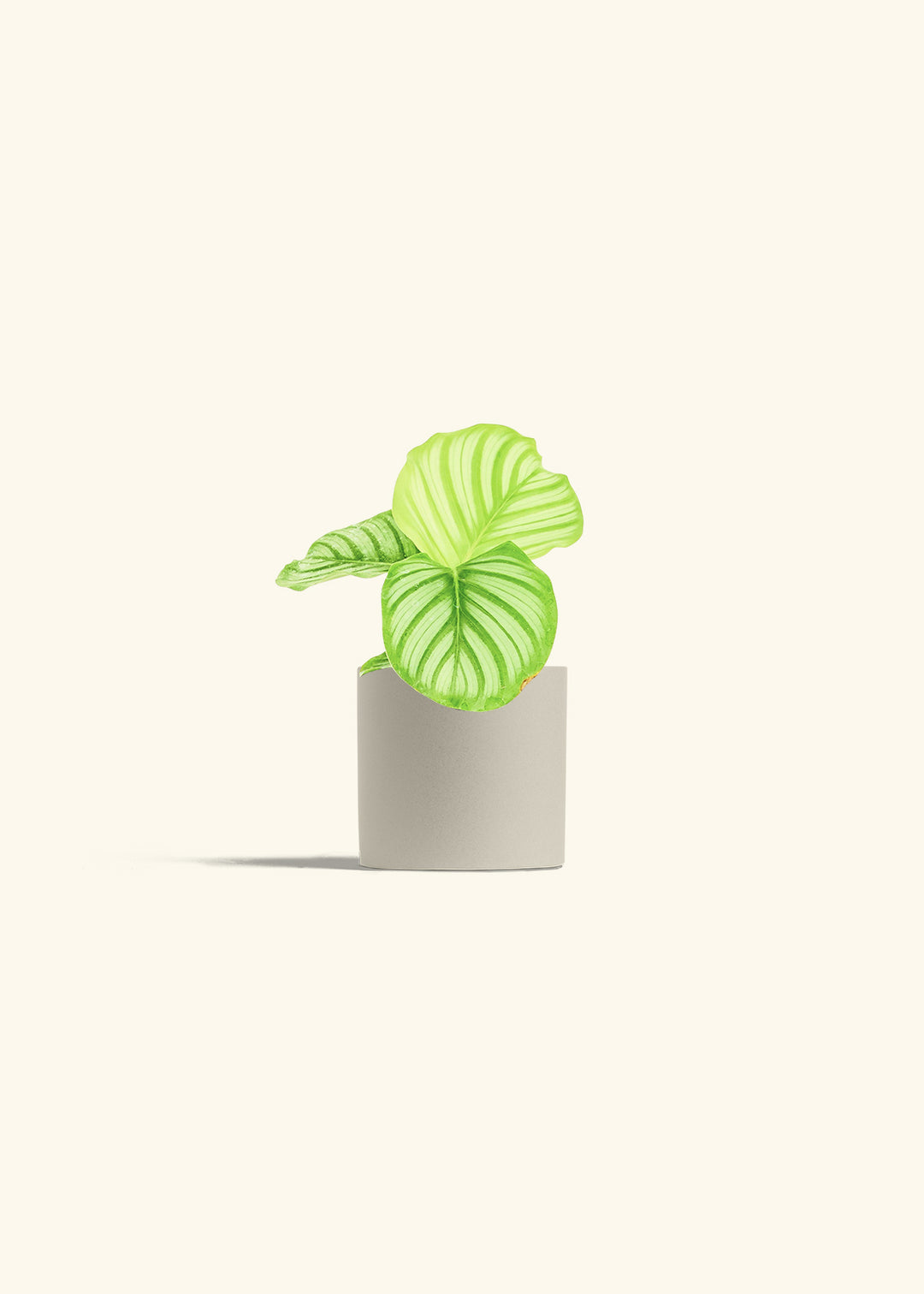 Orbit Peacock Plant in a 4 inches Oat Classic Cylinder Planter 