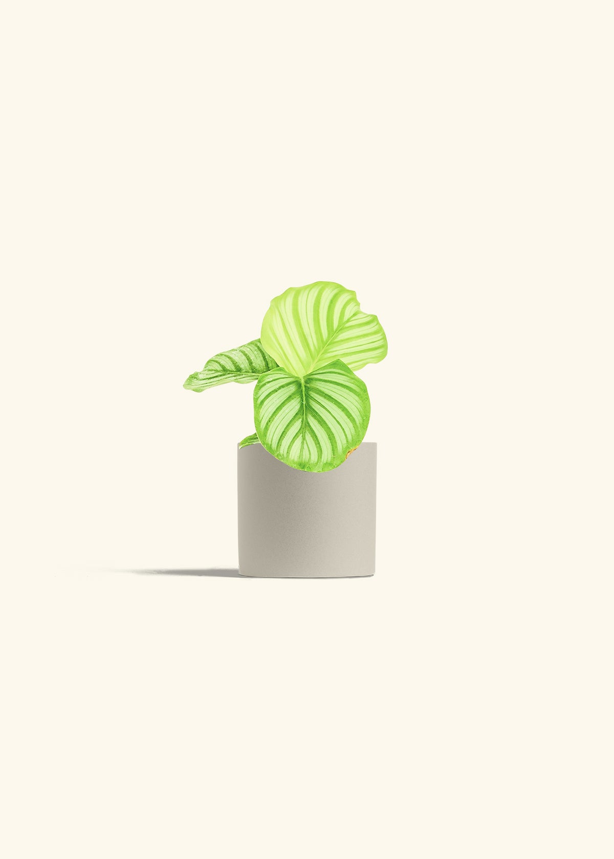 Orbit Peacock Plant in a 4 inches Oat Classic Cylinder Planter 