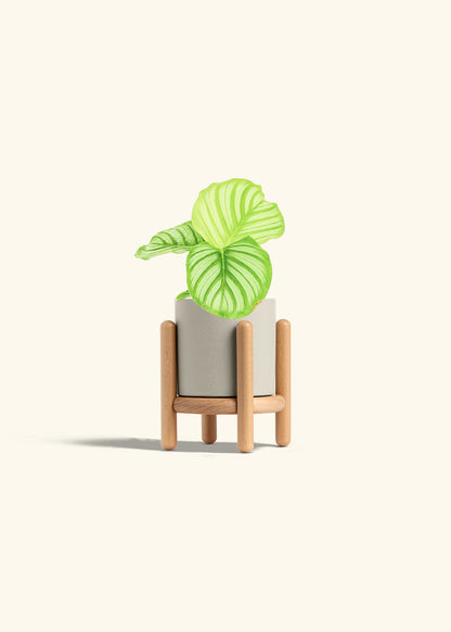 Orbit Peacock Plant in a 4 inches Oat Classic Cylinder Planter in a Beech Wood Stand