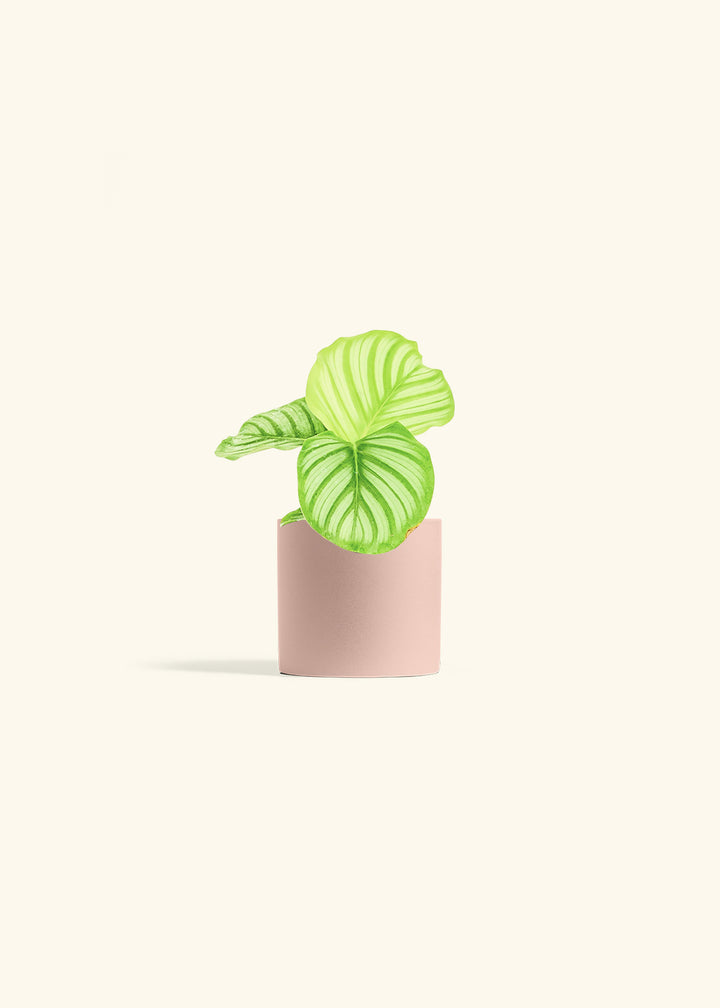 Orbit Peacock Plant in a 4 inches Pink Classic Cylinder Planter 