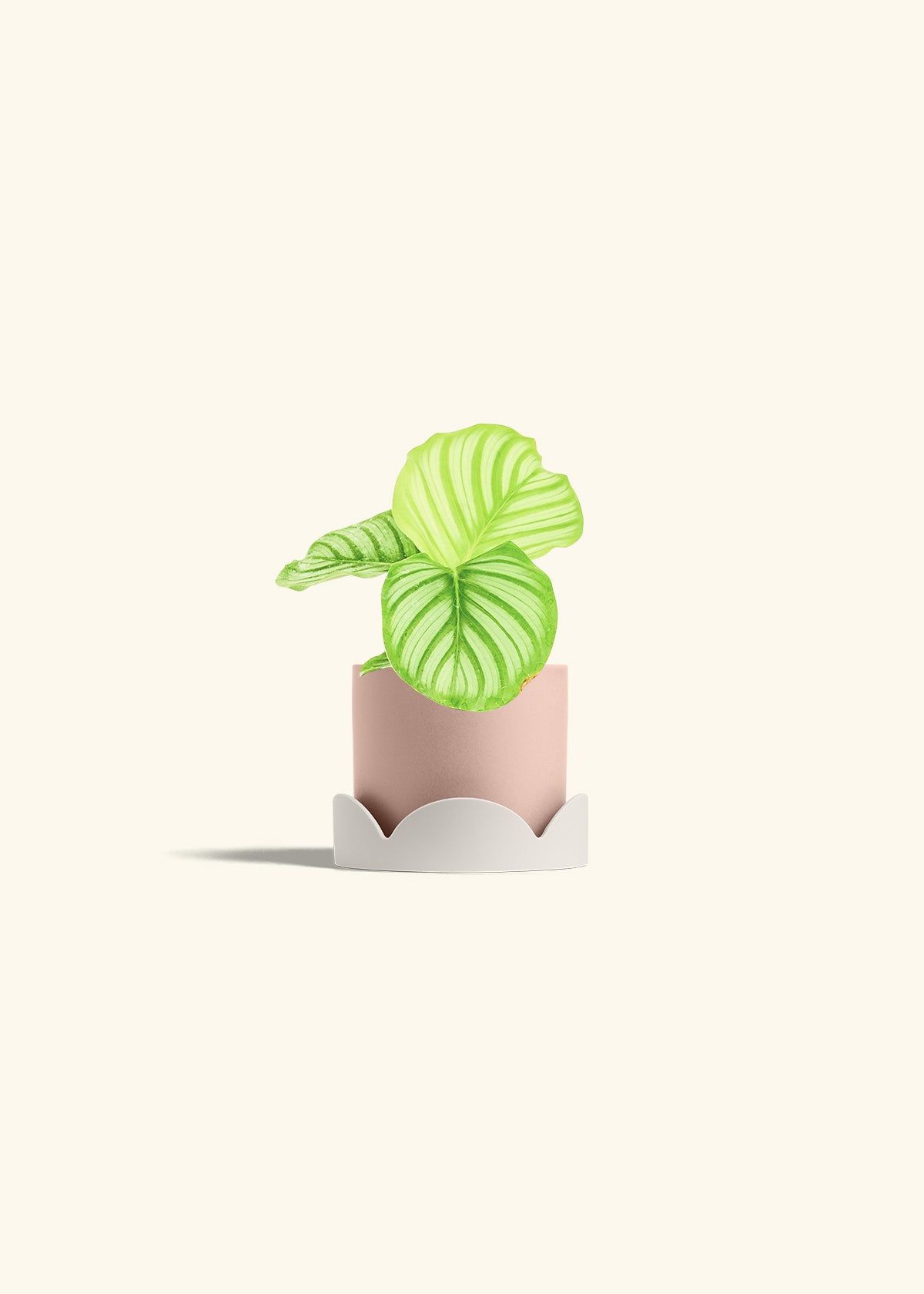 Orbit Peacock Plant in a 4 inches Pink Classic Cylinder Planter in a Oat Petal Drip Tray