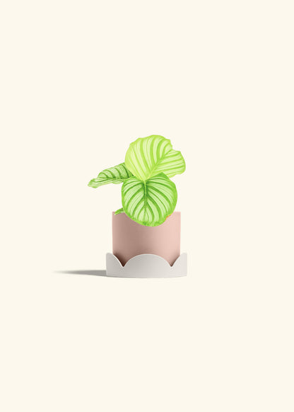 Orbit Peacock Plant in a 4 inches Pink Classic Cylinder Planter in a Oat Petal Drip Tray