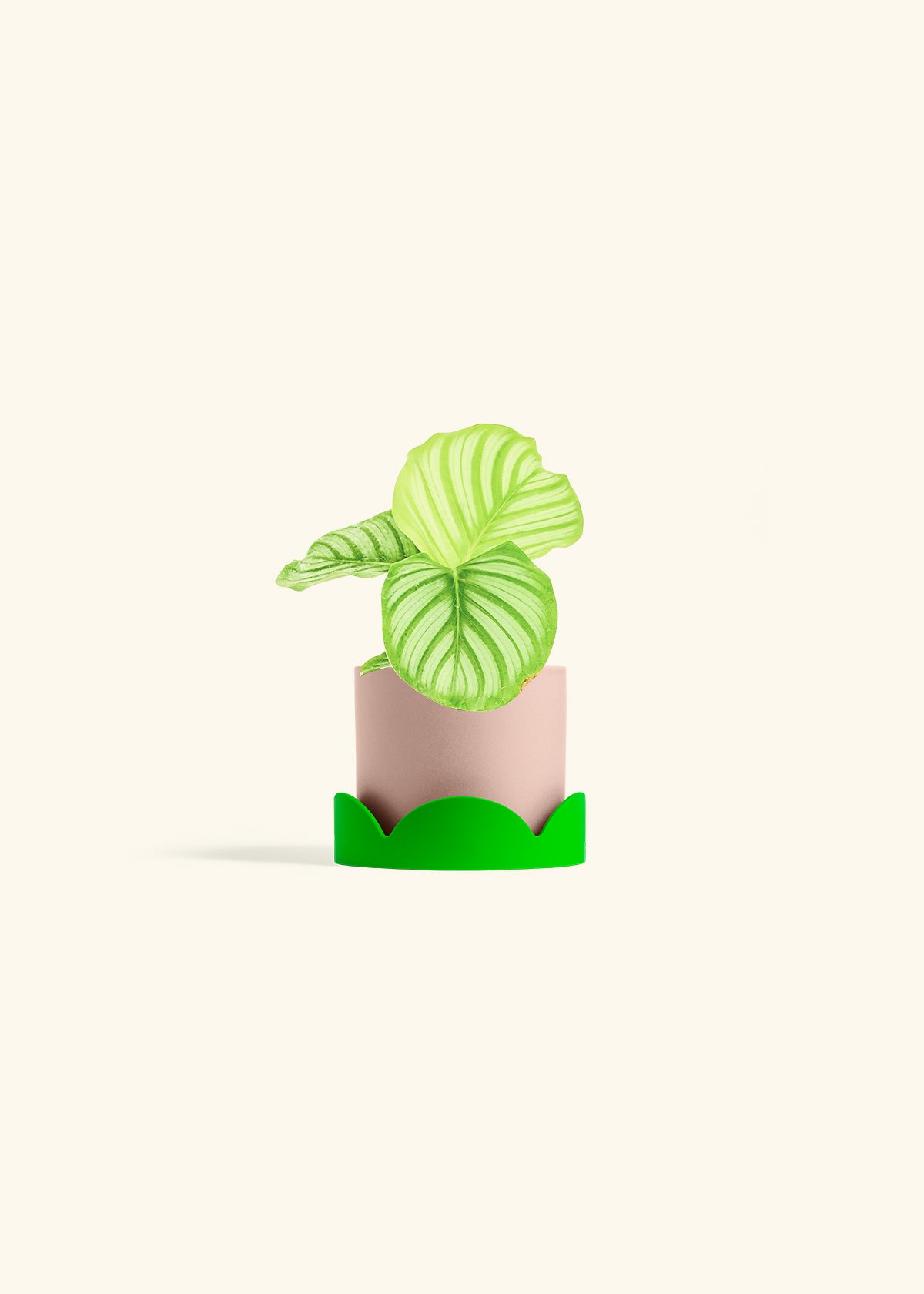 Orbit Peacock Plant in a 4 inches Pink Classic Cylinder Planter in a Shamrock Petal Drip Tray