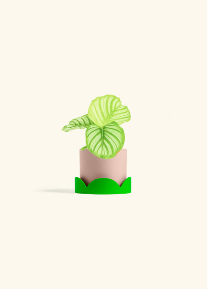 Orbit Peacock Plant in a 4 inches Pink Classic Cylinder Planter in a Shamrock Petal Drip Tray