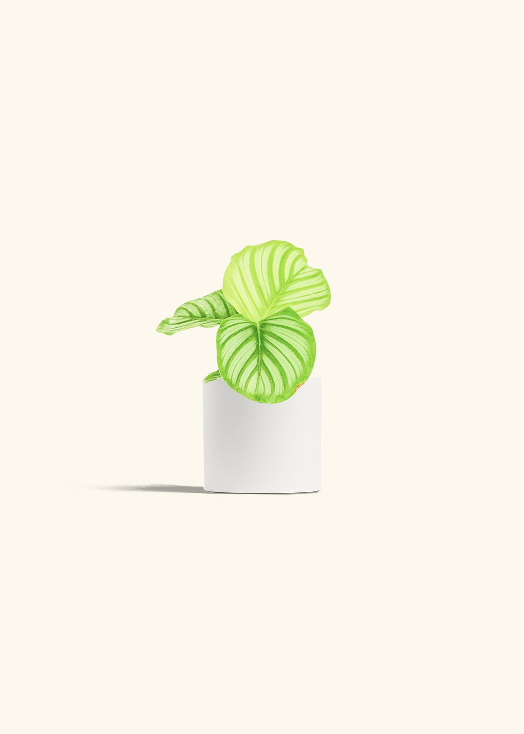 Orbit Peacock Plant in a 4 inches White Classic Cylinder Planter 