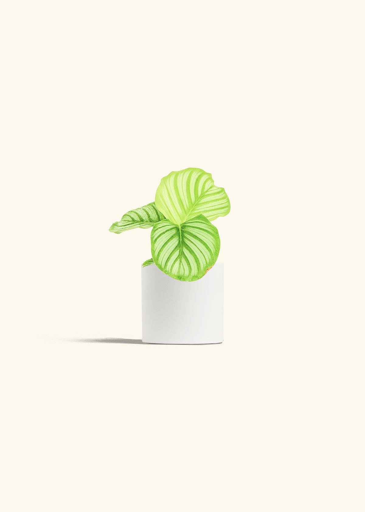 Orbit Peacock Plant in a 4 inches White Classic Cylinder Planter 