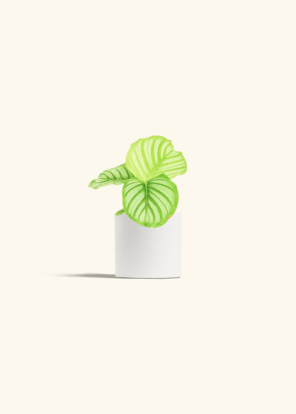 Orbit Peacock Plant in a 4 inches White Classic Cylinder Planter 